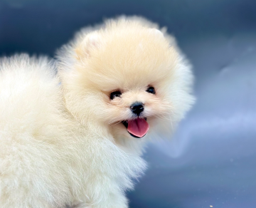 Pomeranian boo teddy bear yavrularımız yeni yuvalarına gitmeye hazırlar